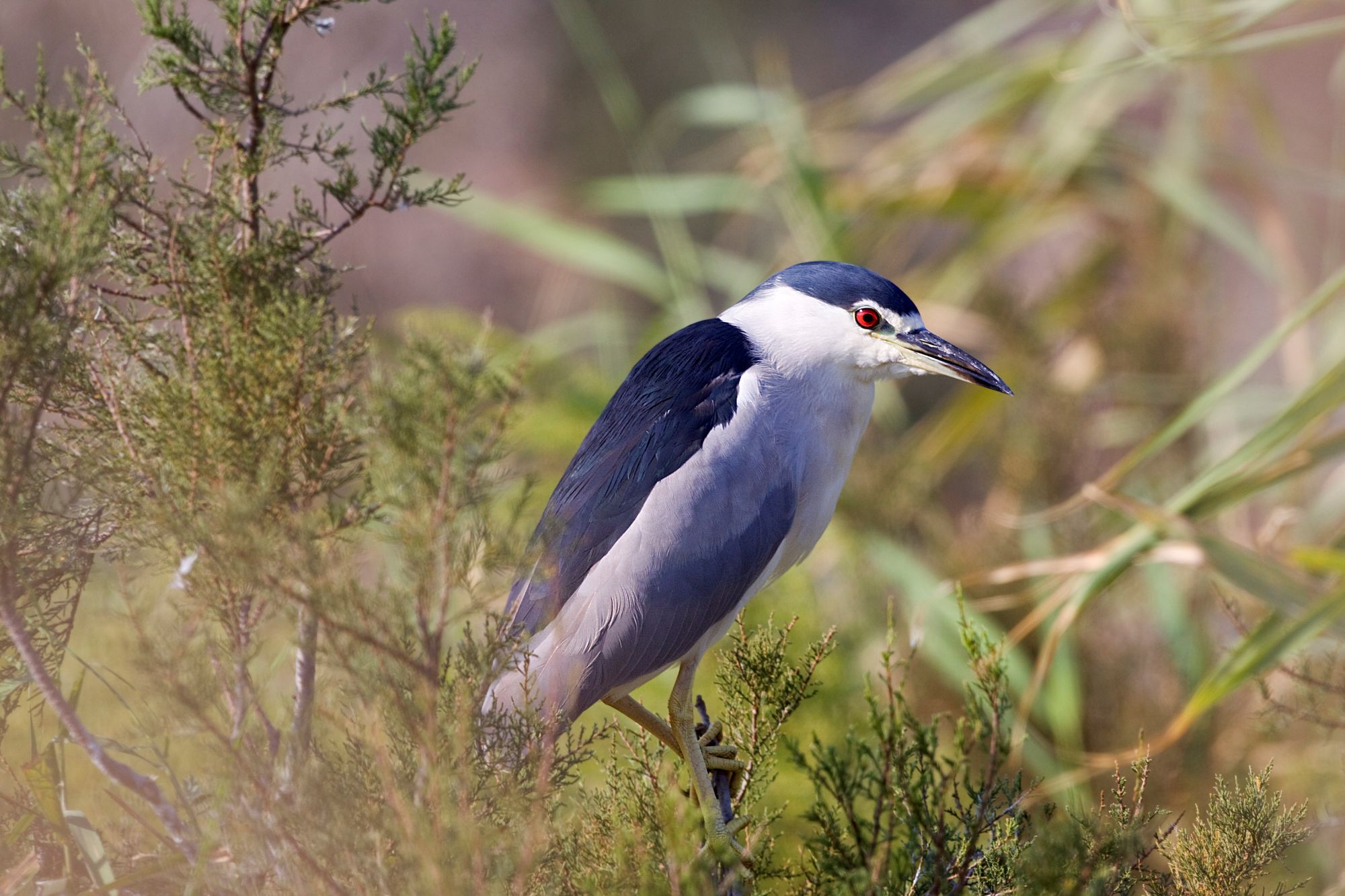 Bihoreau gris © André Simon