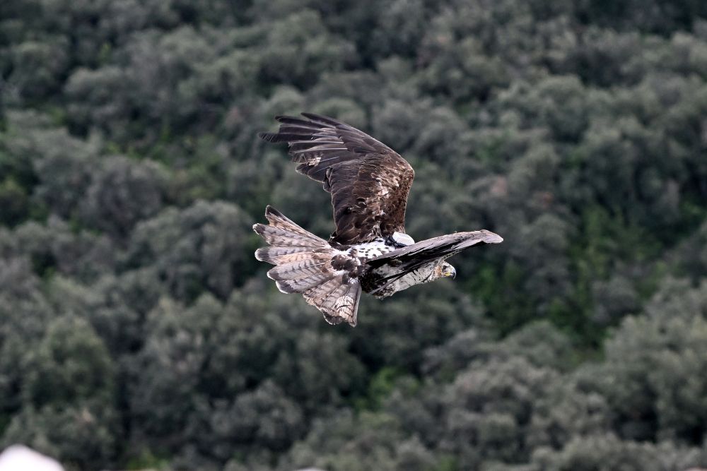Nouvel envol pour l'aigle blessé ©Laure Néron