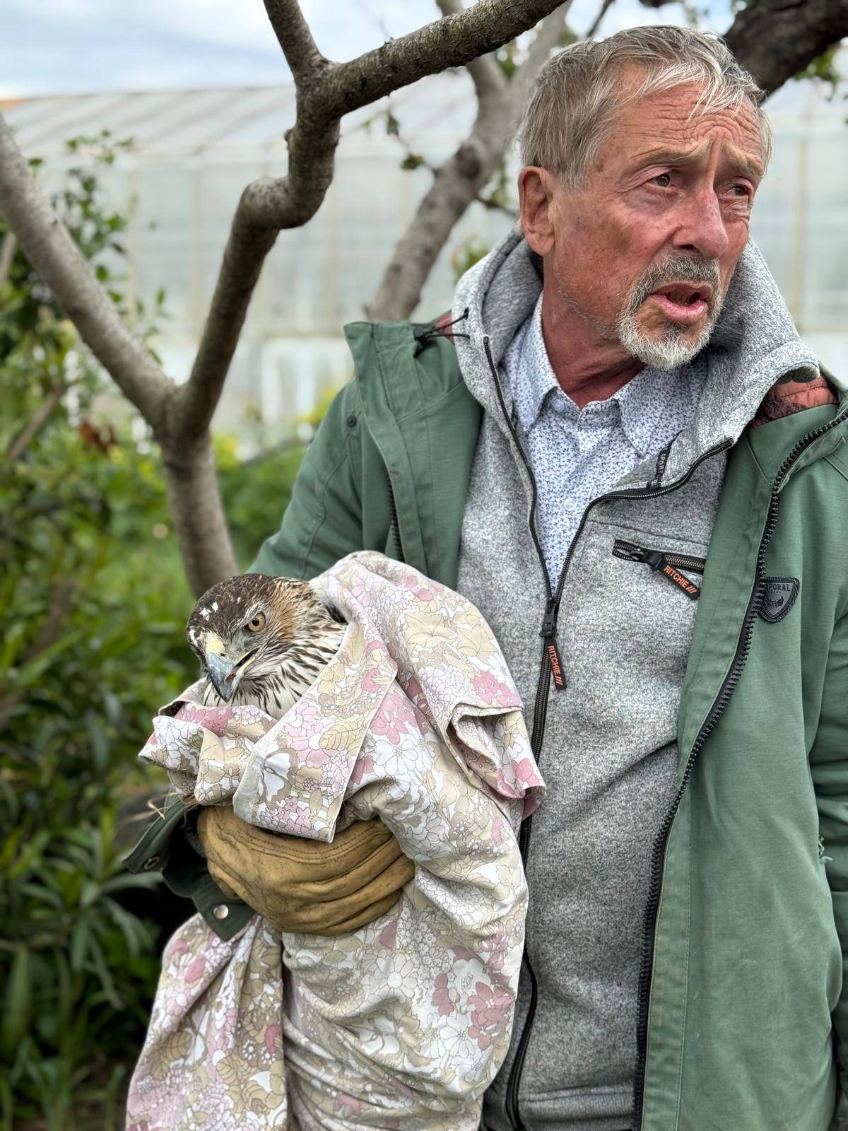 Capture de l'aigle blessé par notre bénévole Joseph ©LPO PACA