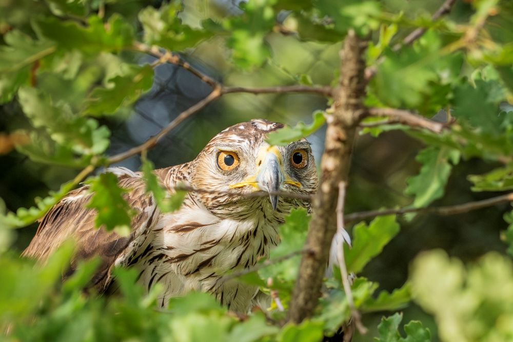 Aigle de Bonelli en volière de réhabilitation ©Rosie Jackson