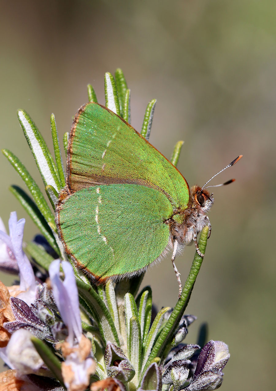 Thécla de l'arbousier (c) Marion Fouchard Thécla de l'arbousier (c) Marion Fouchard