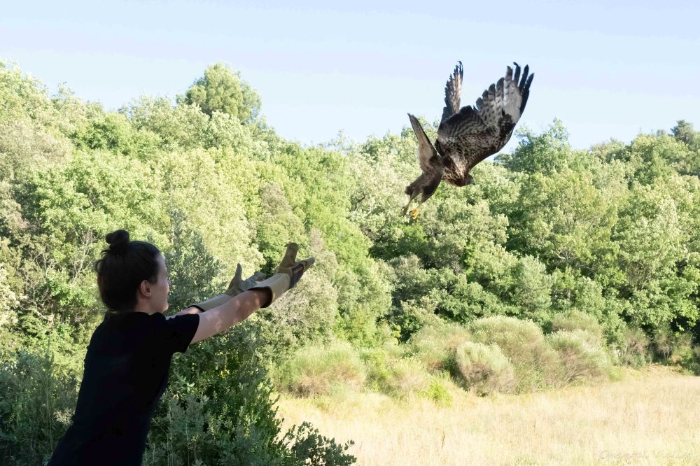 Remise en liberté d'une Buse variable ©Chantal Viallet