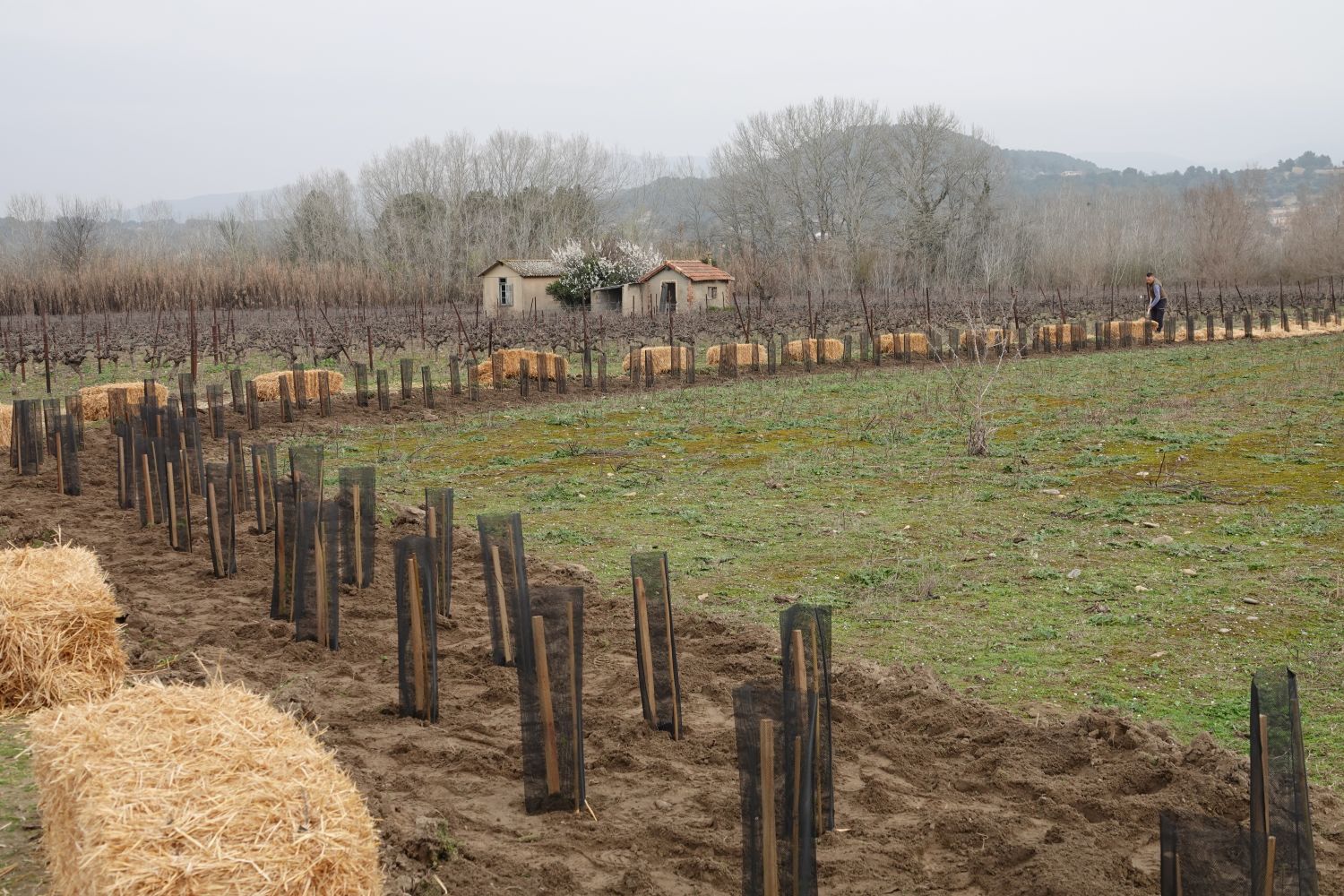 Chantier plantation de haies Cadenet © Anaëlle Francia