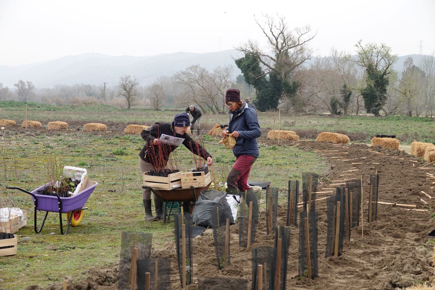 Chantier plantation de haies Cadenet © Anaëlle Francia
