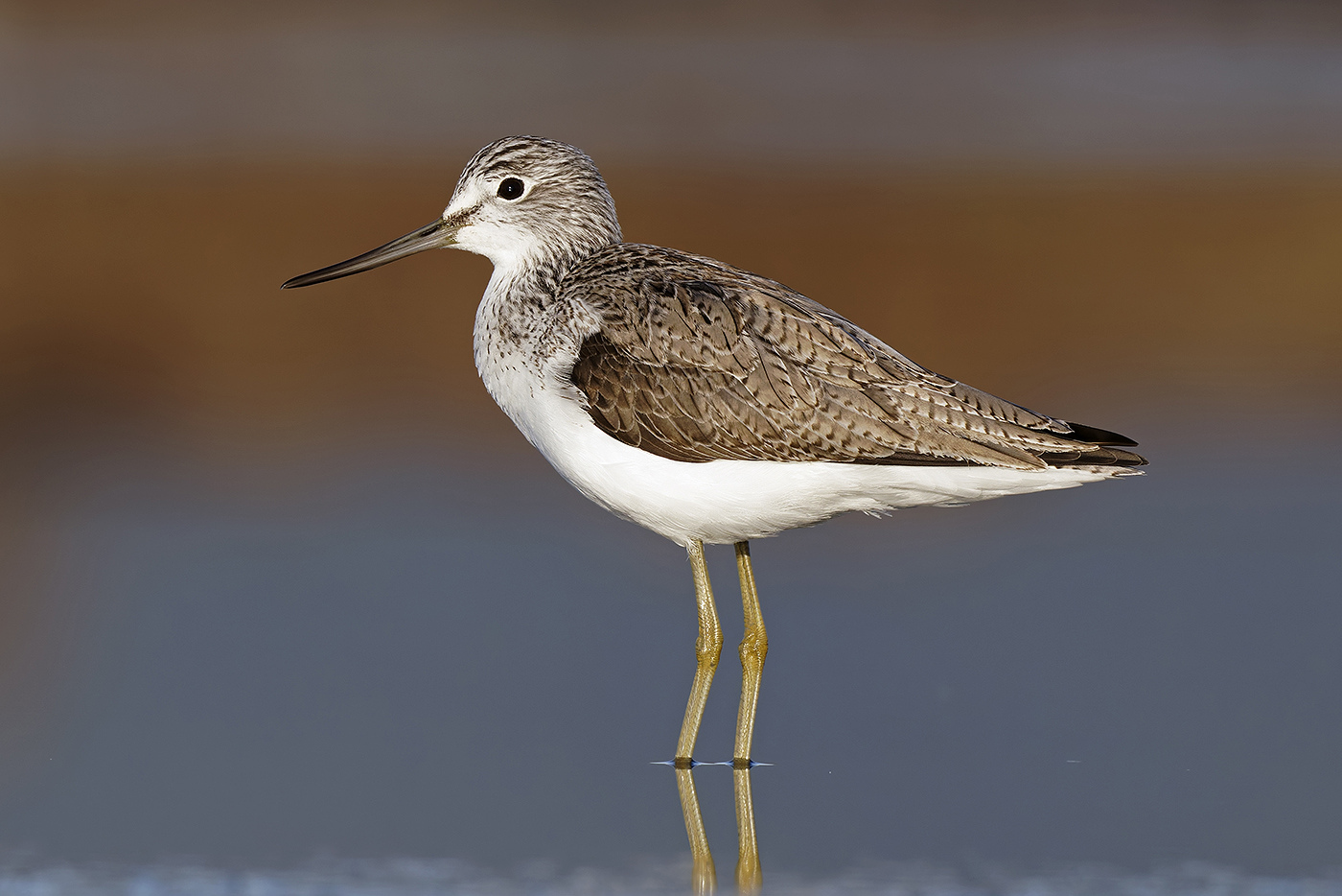 Chevalier aboyeur © Aurélien Audevard