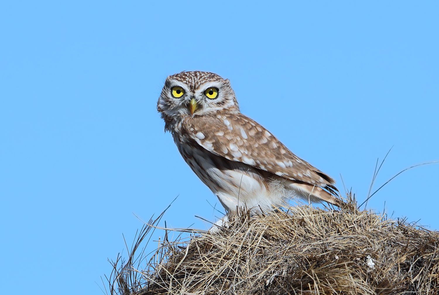Chevêche d’Athéna © Aurélien Audevard
