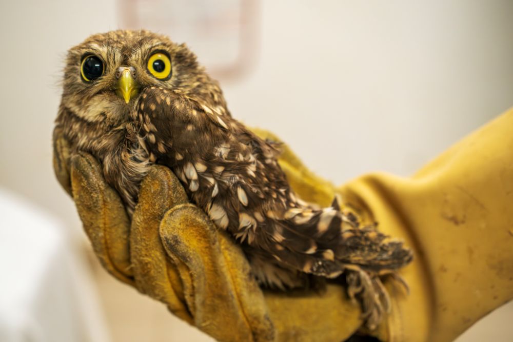 Chevêche d'Athéna blessée ©Rosie Jackson