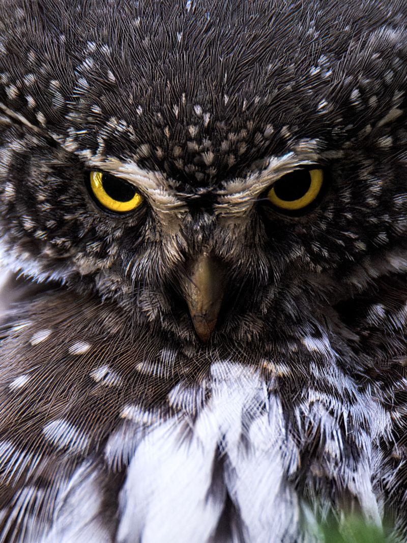 chevechette deurope mathis morino 5ok