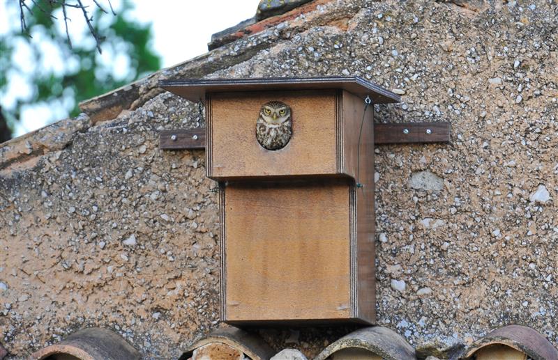 Chevêche d’Athéna adulte dans son nichoir © Martin Steenhaut