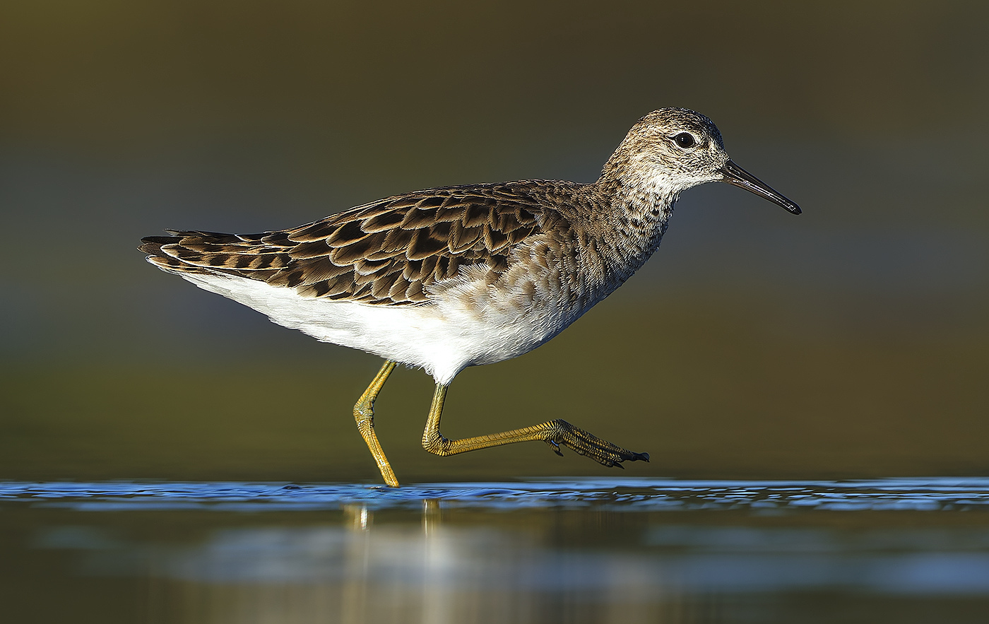 Combattant varié © Aurélien Audevard