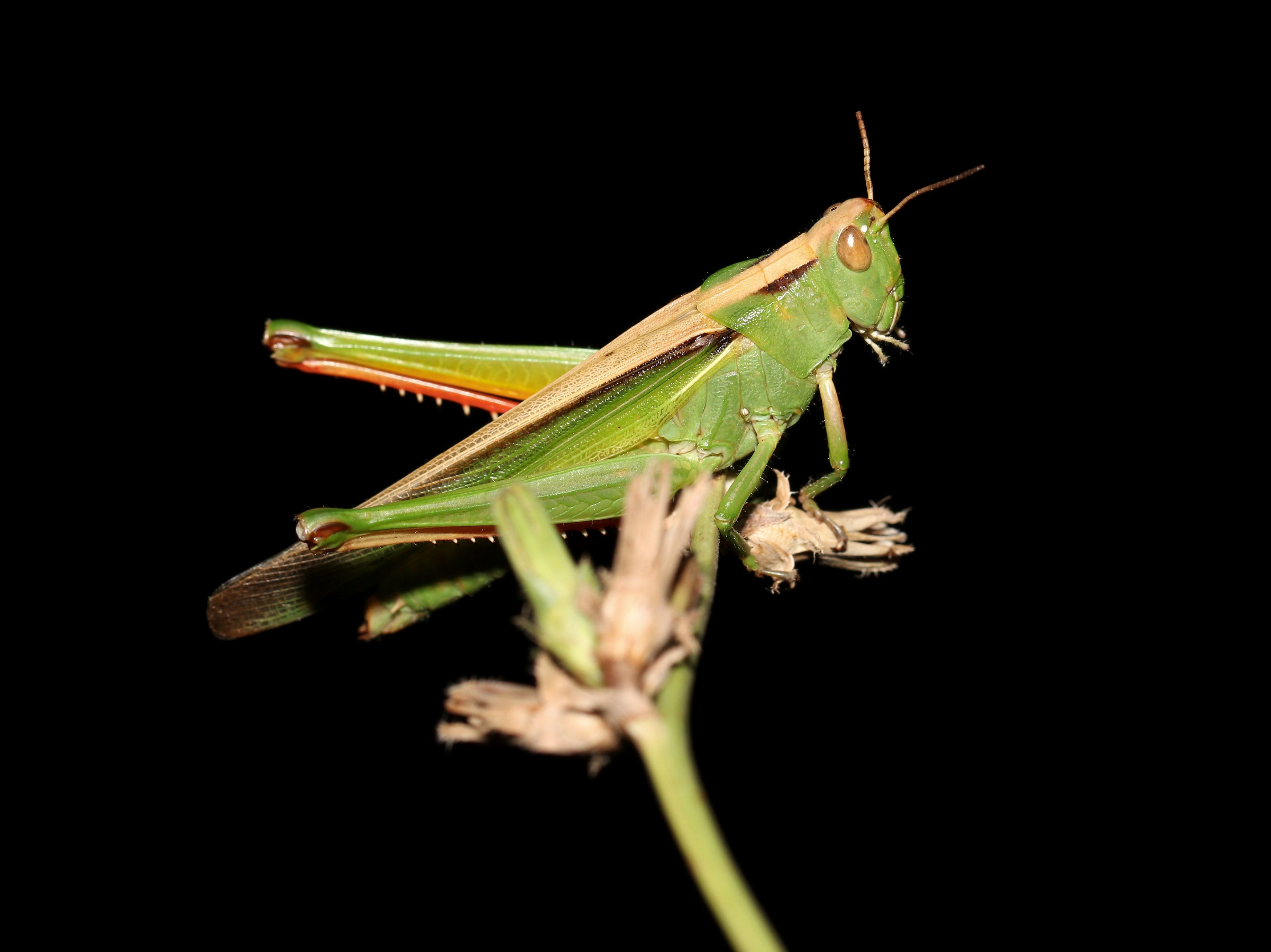 Criquet tricolore © Marion Fouchard