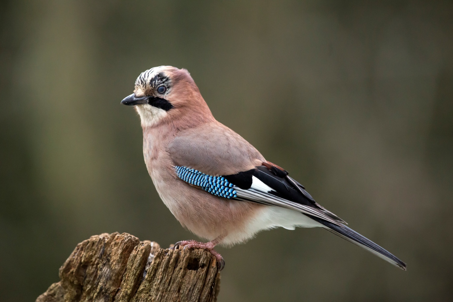 Geai des chênes © André SIMON