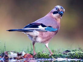 Geai des chênes © André SIMON
