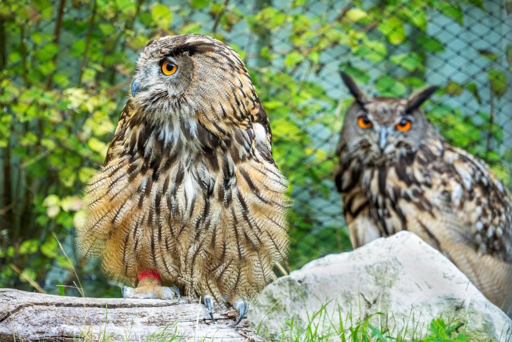 Grands-ducs en volière ©Rosie Jackson