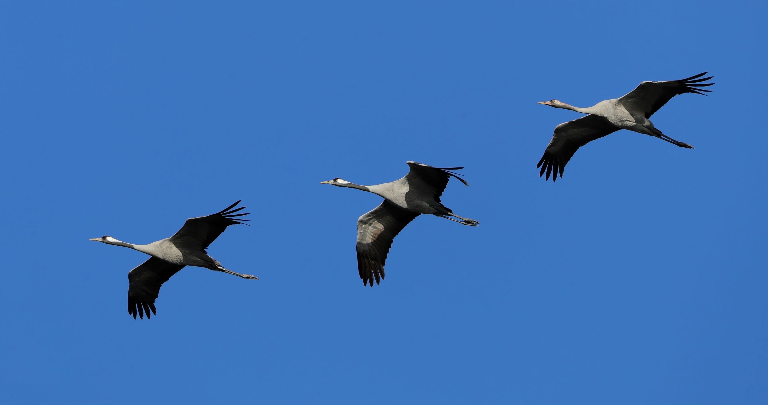 Grues cendrées en vol © Aurélien Audevard