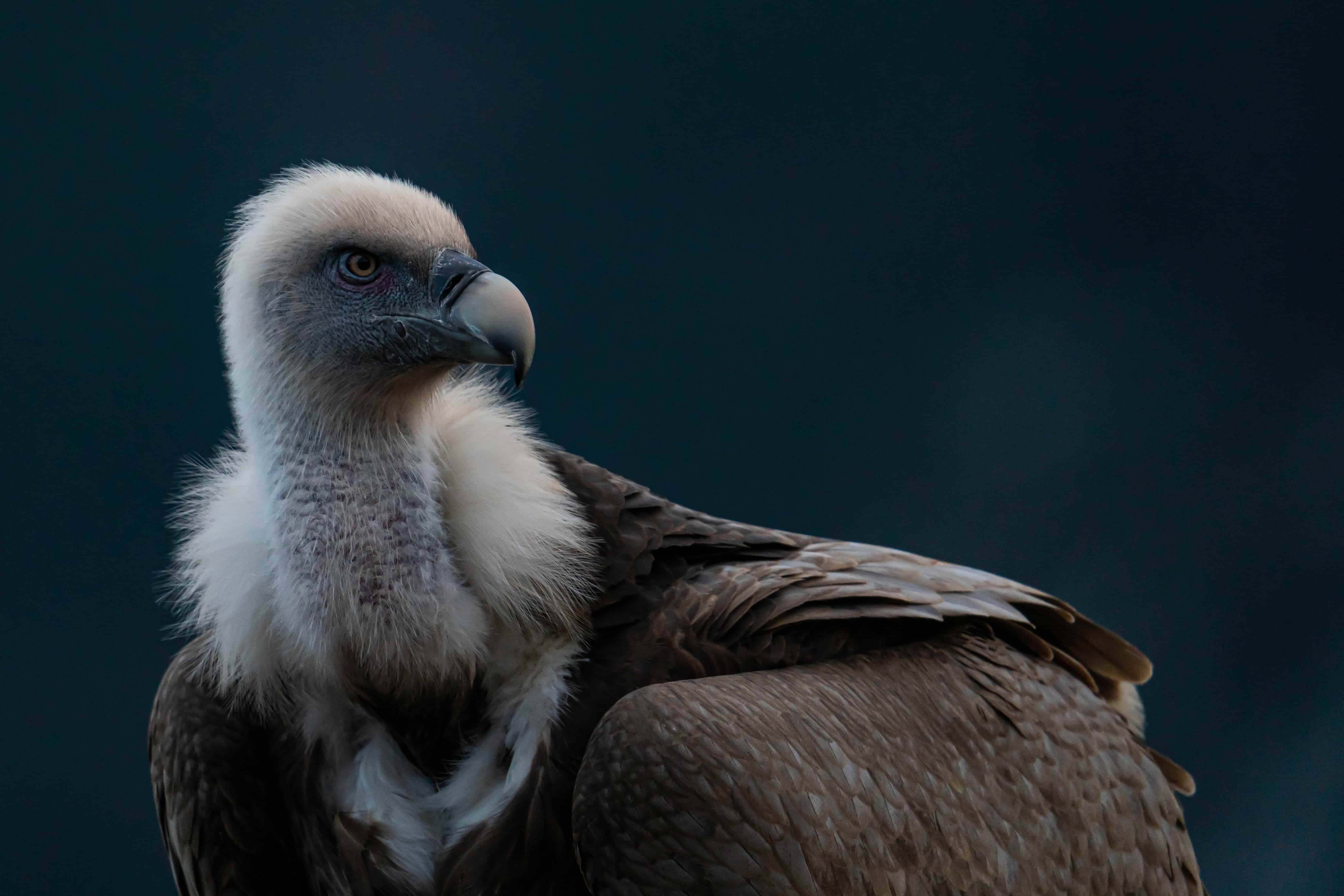Vautour fauve © Amandine Aue