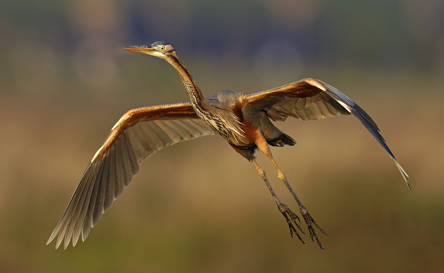 Héron pourpré © Aurélien Audevard