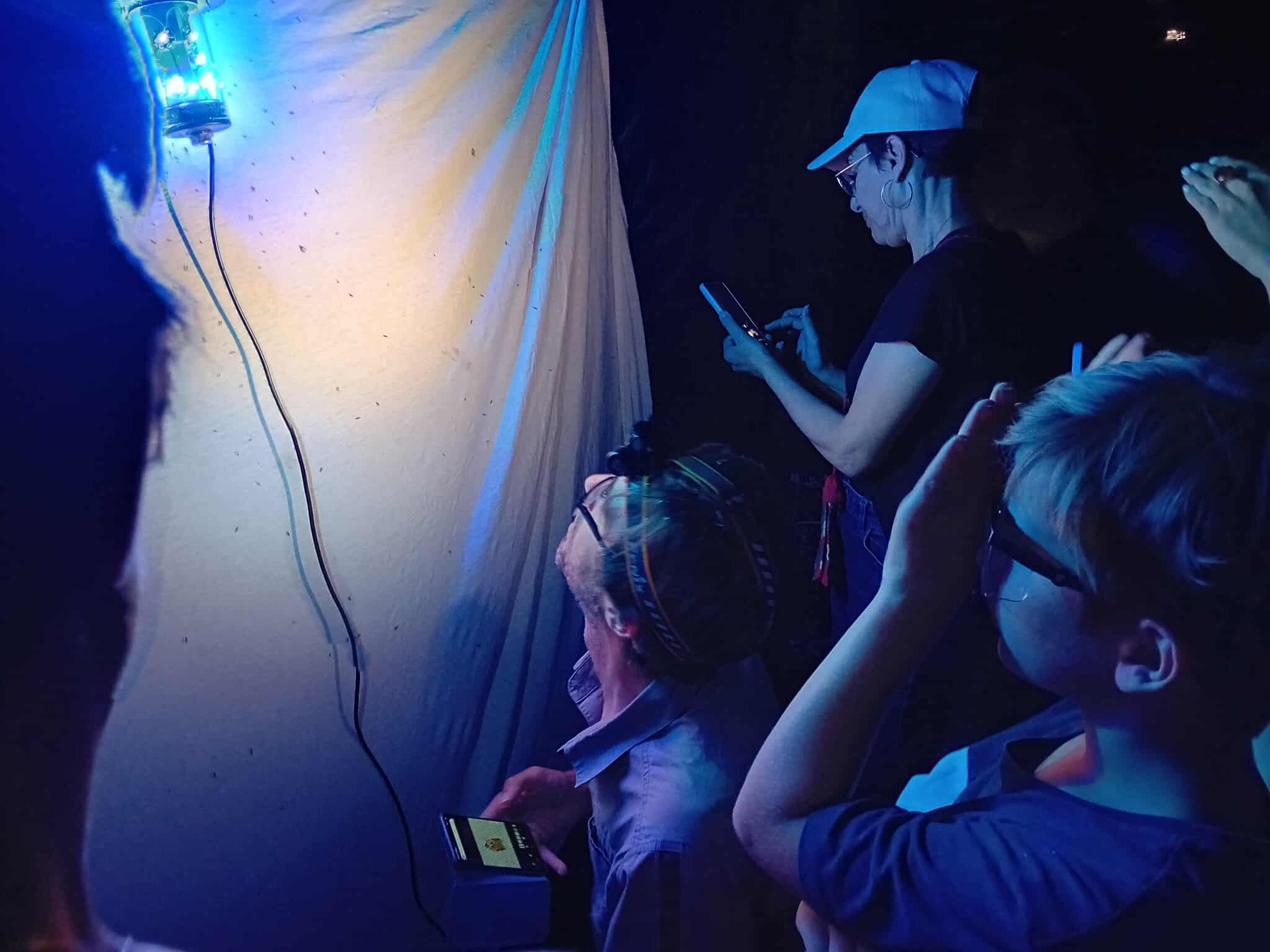 Inventaire participatif papillons de nuit © Commune de Venelles