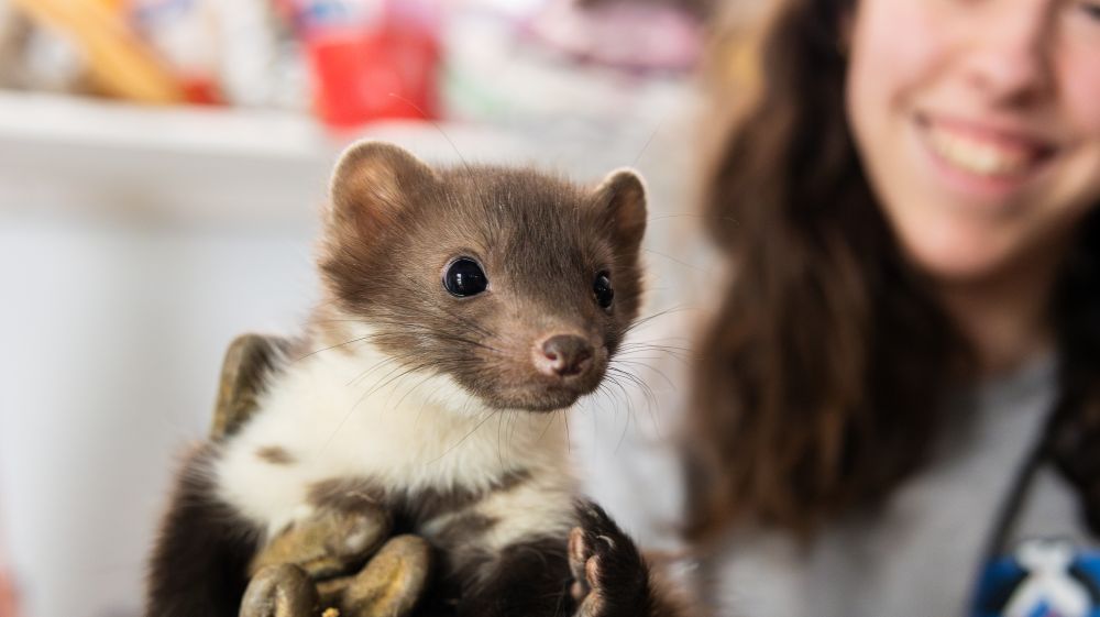 Jeune fouine en soins ©Emeline Pujolas