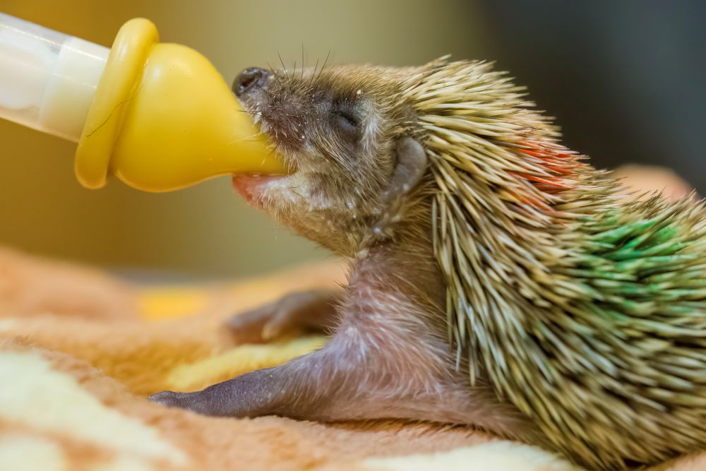 Biberonnage d'un jeune hérisson ©Rosie Jackson