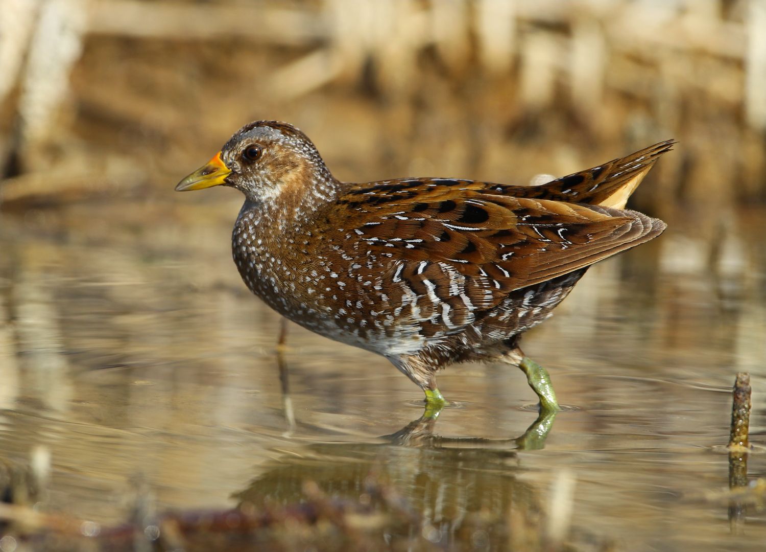 Marouette ponctuée © Aurélien Audevard