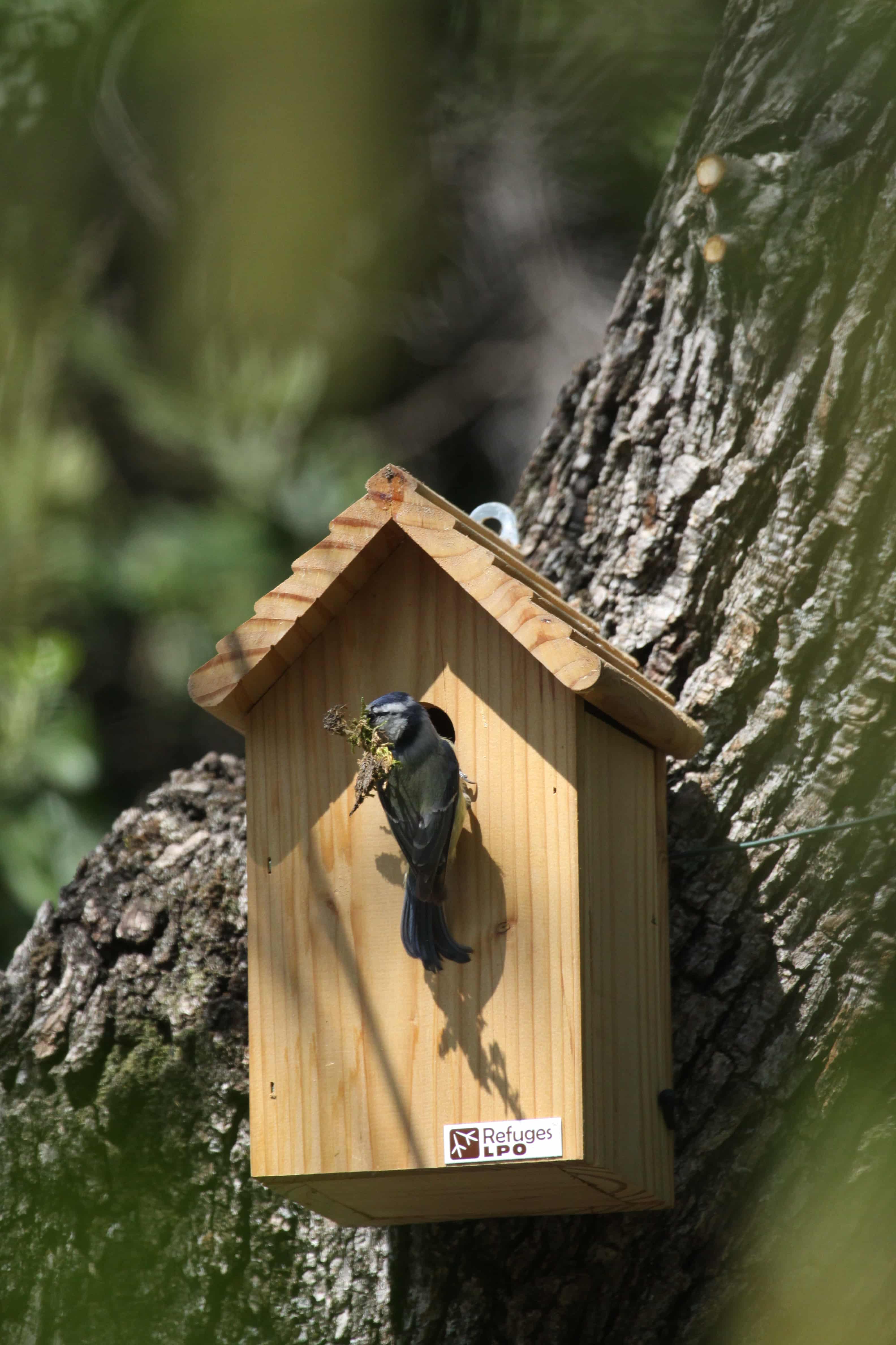 Mésange bleue @ Pierrick Giraudet