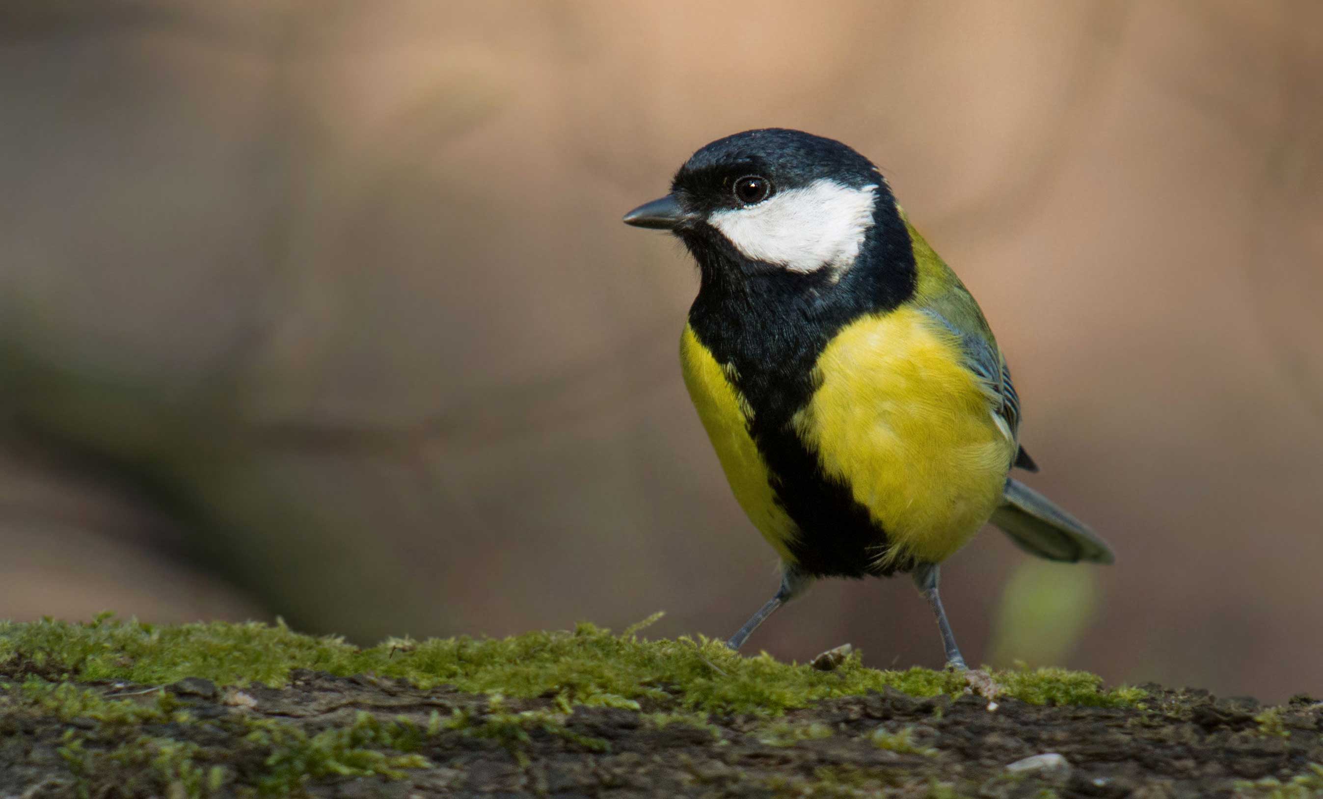 Refuge LPO Ecureuil © Martin Steenhaut