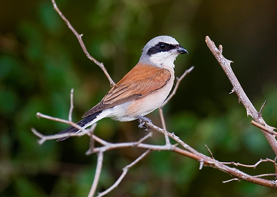 Pie-grièche écorcheur © Martin Steenhaut