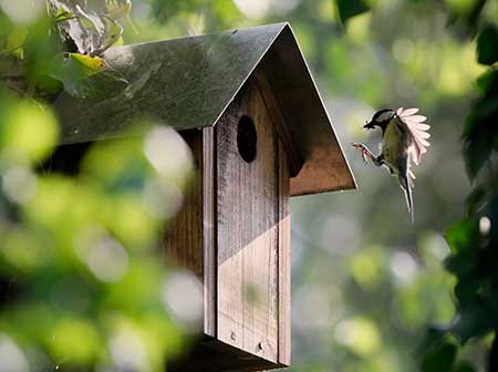 Nichoir-Mésange-charbonnière-Refuge-LPO-Givaudan-Avignon-©-Aurélie-Johanet