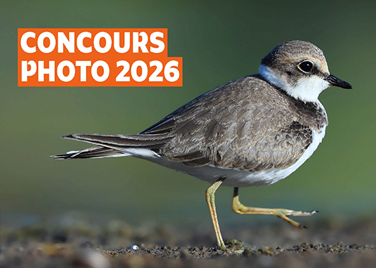 Petit gravelot © Aurélien AUDEVARD