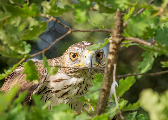 Aigle de Bonelli en volière de réhabilitation ©Rosie Jackson