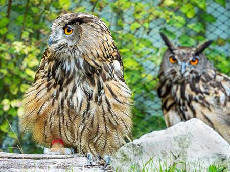 Grands-ducs en volière ©Rosie Jackson