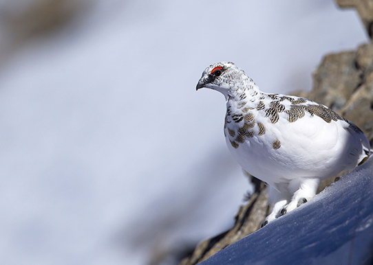 Lagopède alpin © Robert Balestra