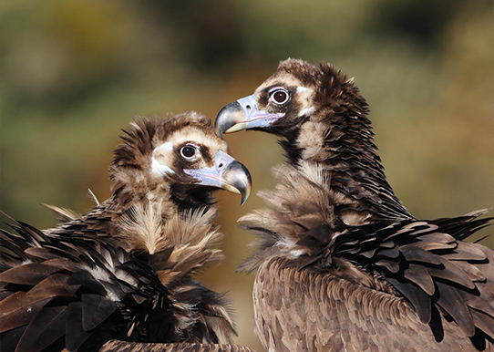 Vautours moines - Aurélien Audevard