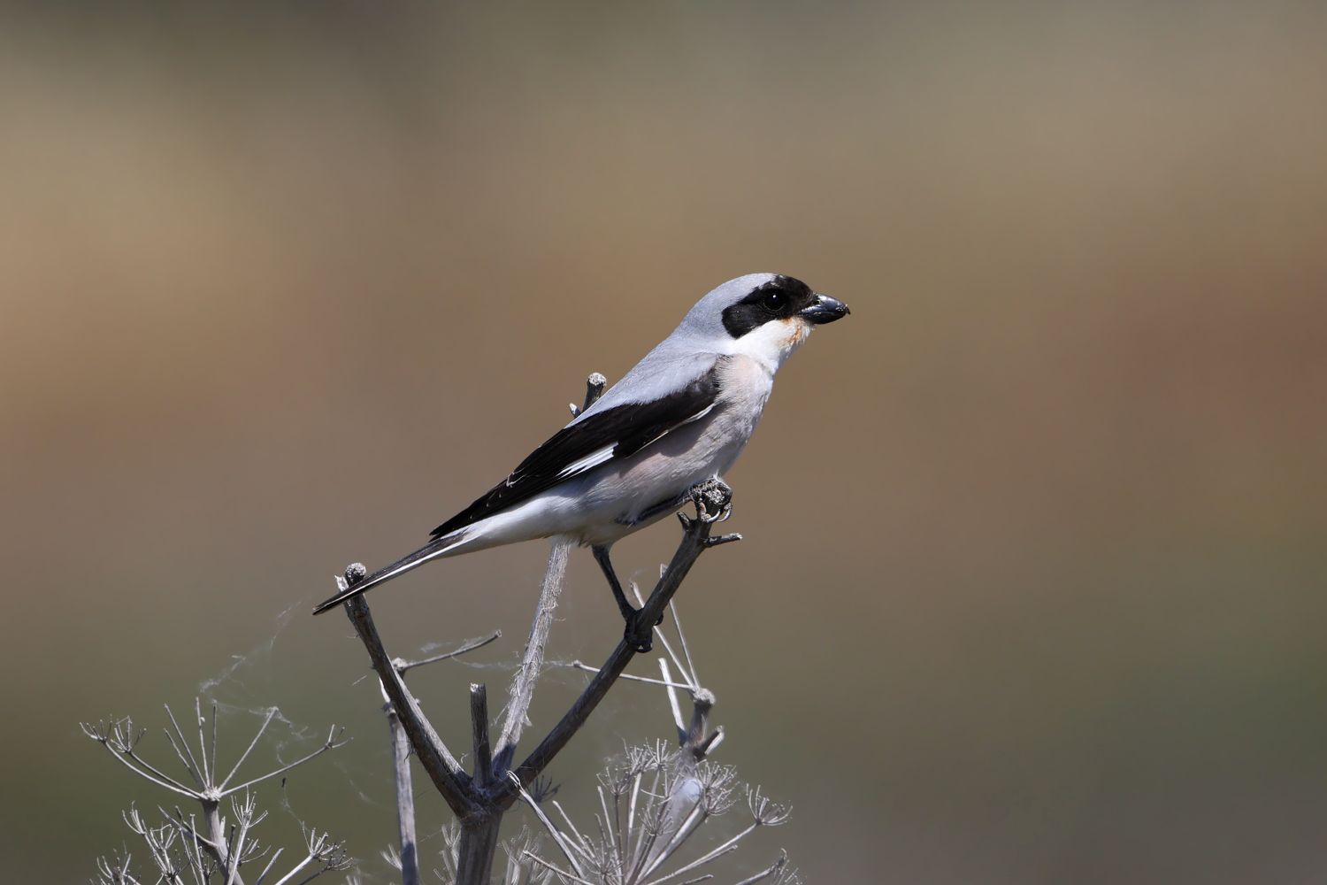 Pie-grièche à poitrine rose © Aurélien Audevard