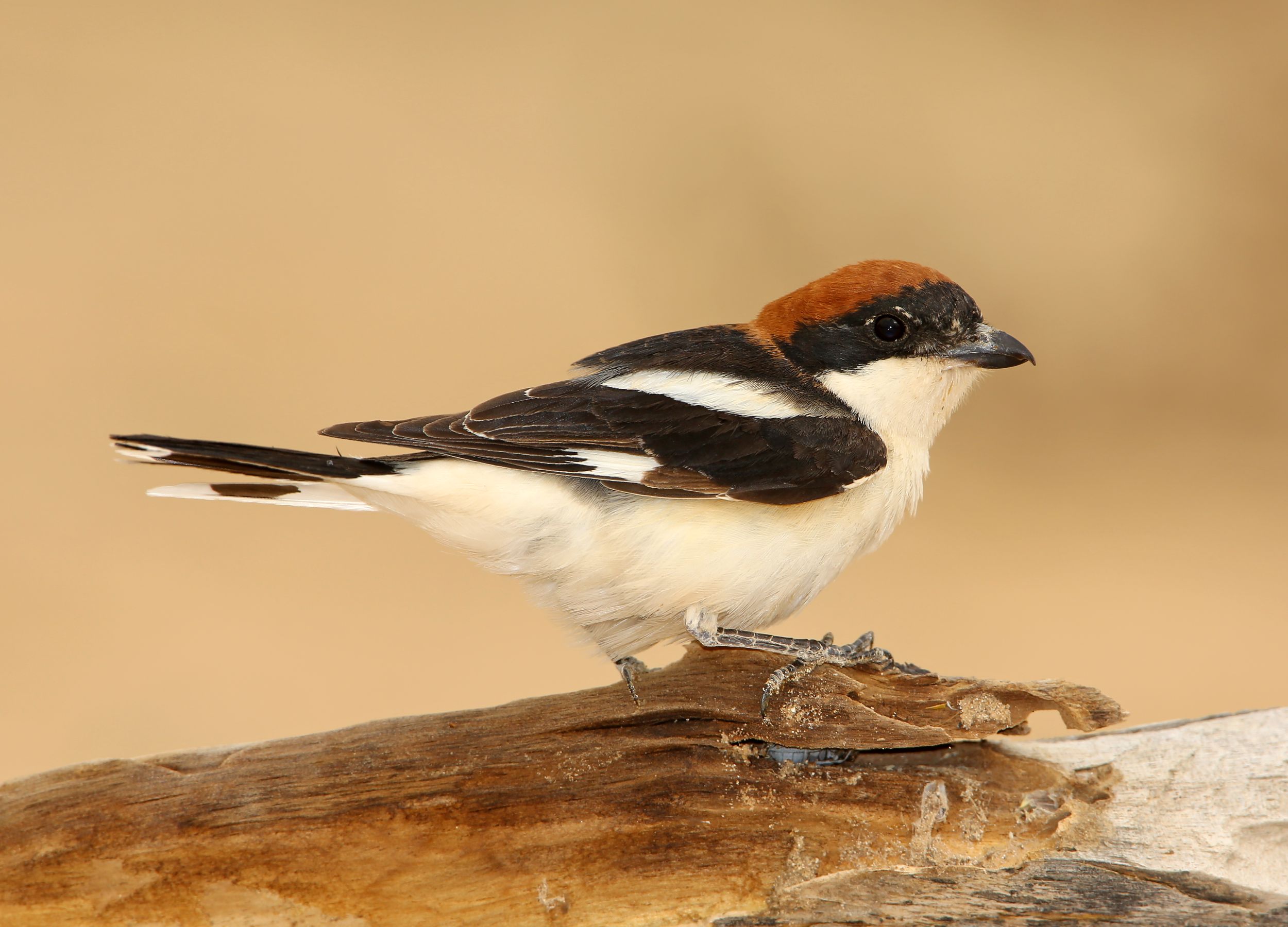 Pie-grièche à tête rousse © Aurélien Audevard