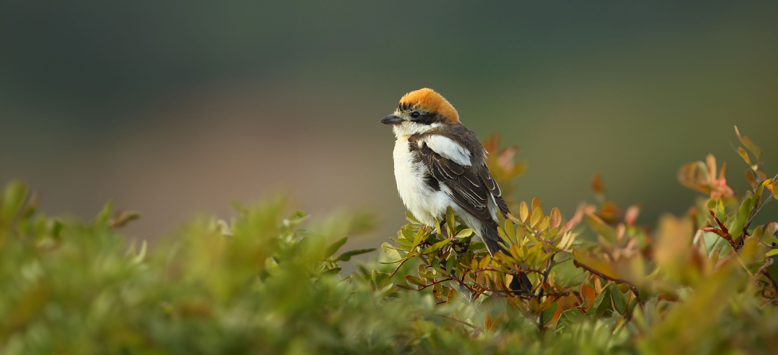 Pie-grièche à tête rousse © Aurélien Audevard