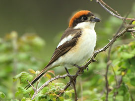 Pie-grièche à tête rousse © Aurélien Audevard