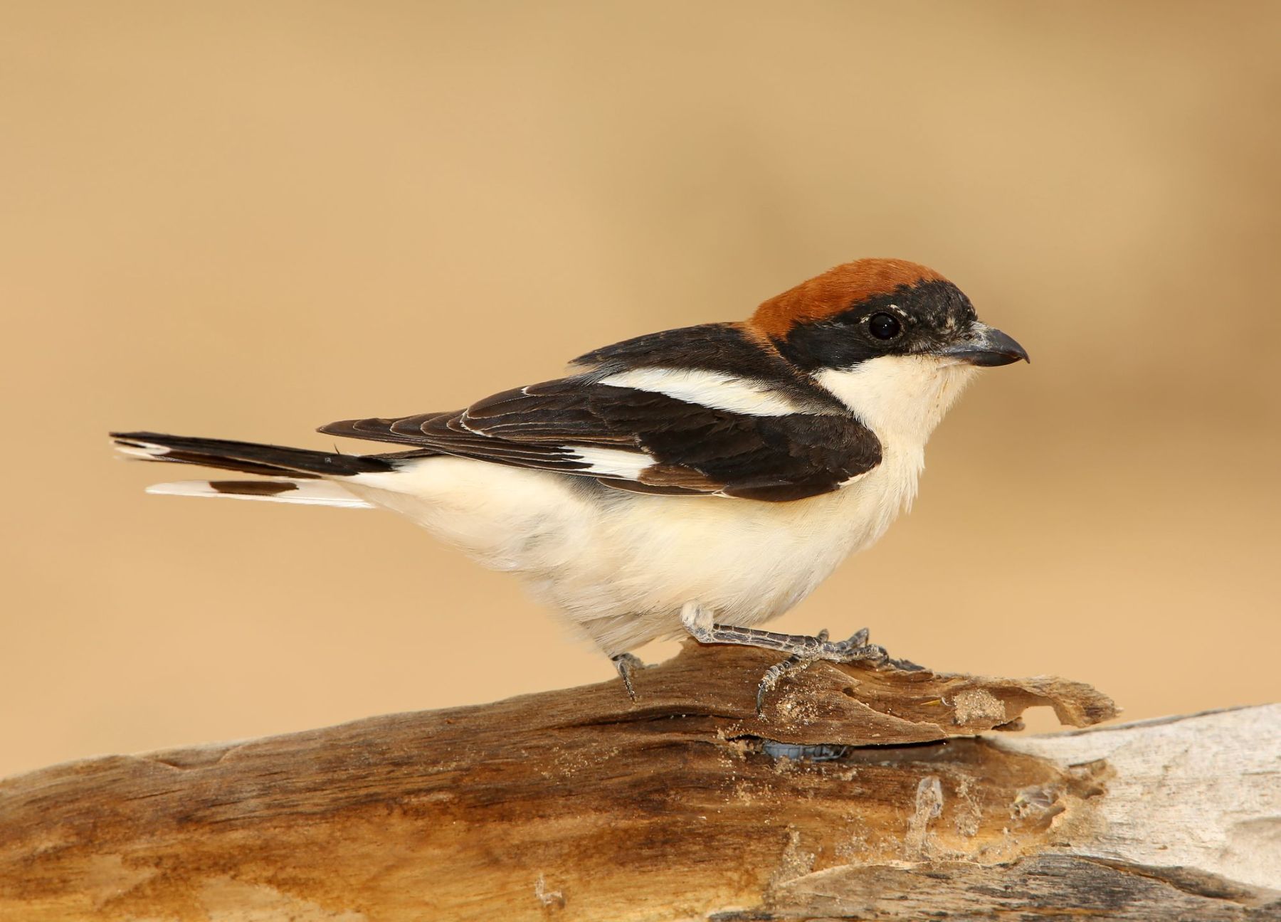 Pie-grièche à tête rousse © Aurélien Audevard