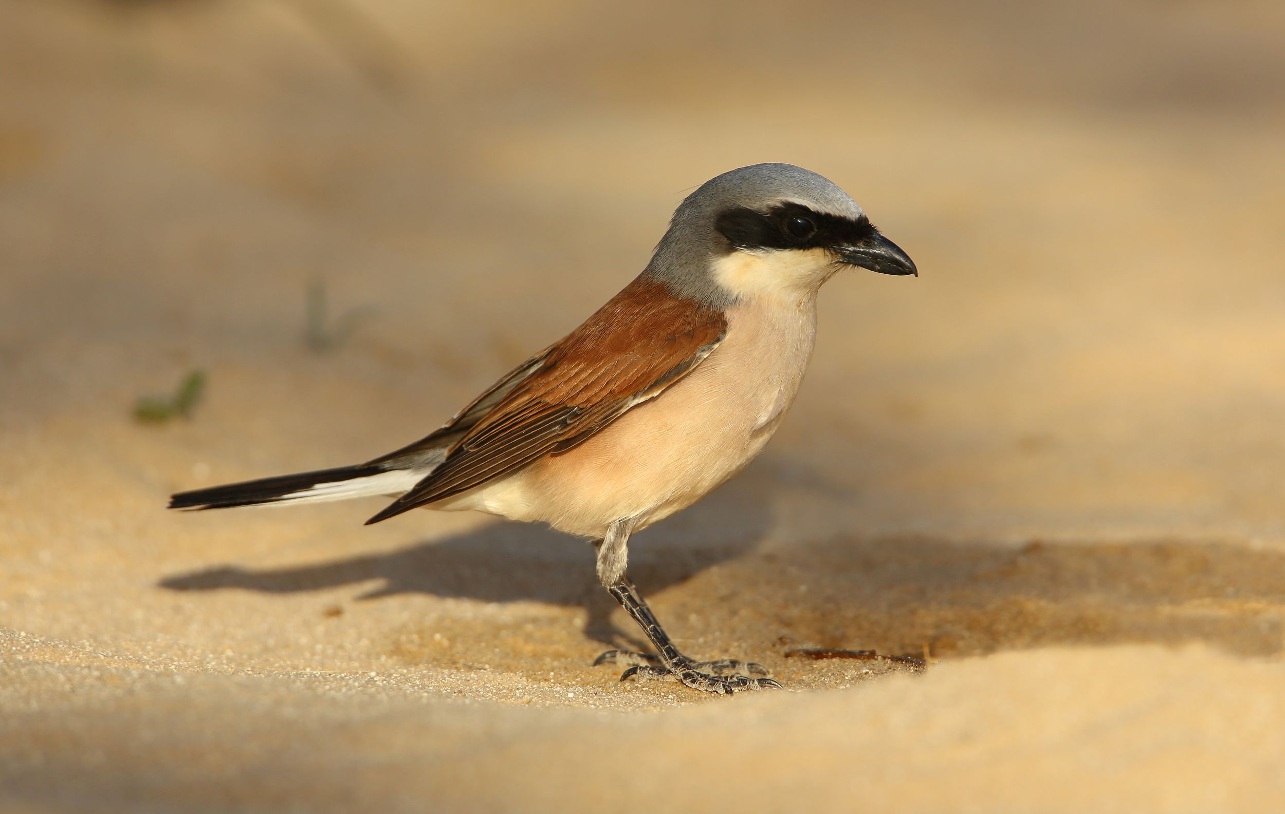 Pie-grièche écorcheur © Aurélien Audevard