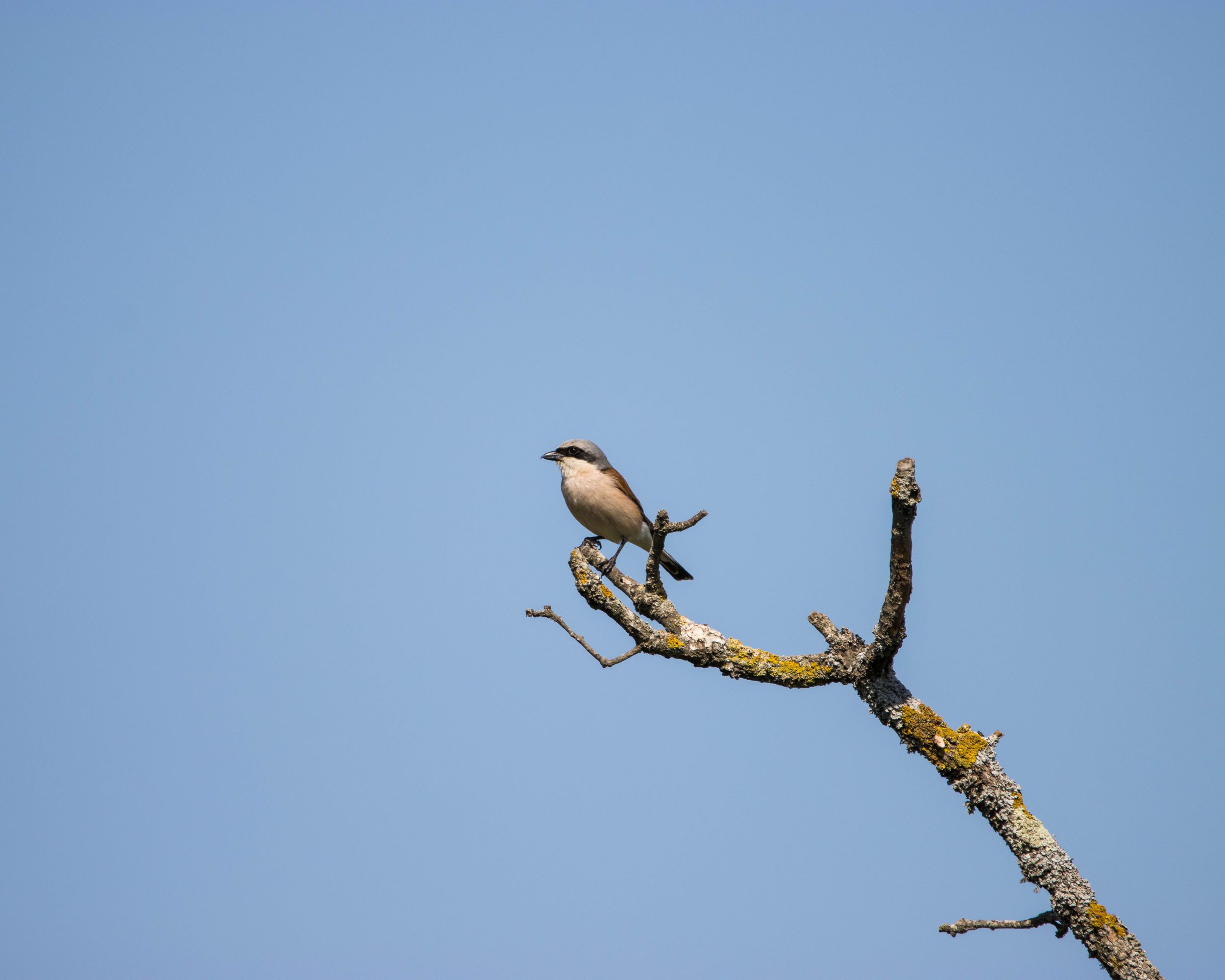 Pie-grièche écorcheur © Léo Cantiran