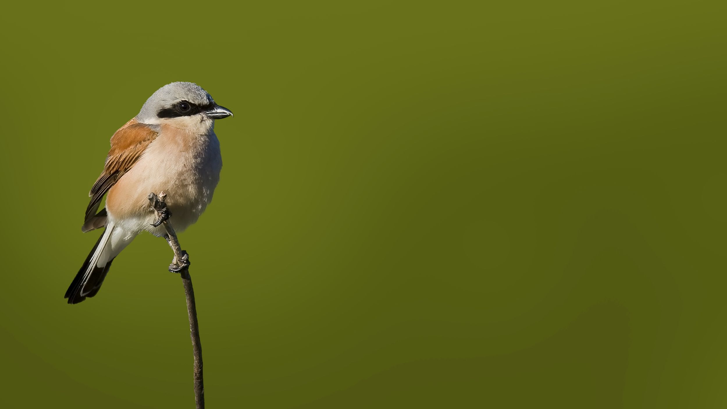 Pie-grièche écorcheur © Martin STEENHAUT