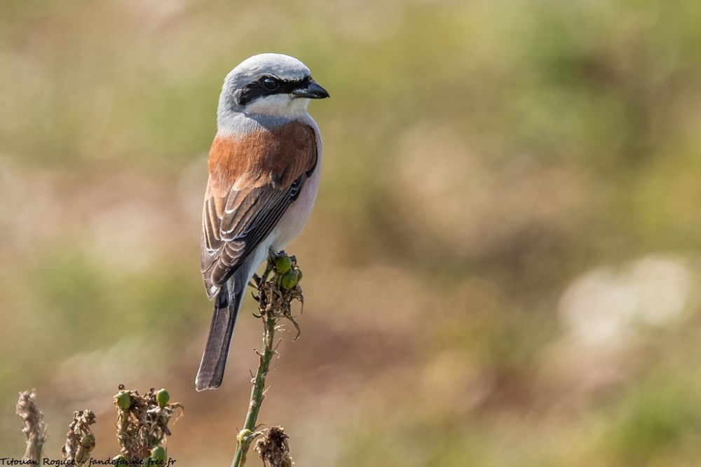 Pie-grièche écorcheur © Titouan Roguet