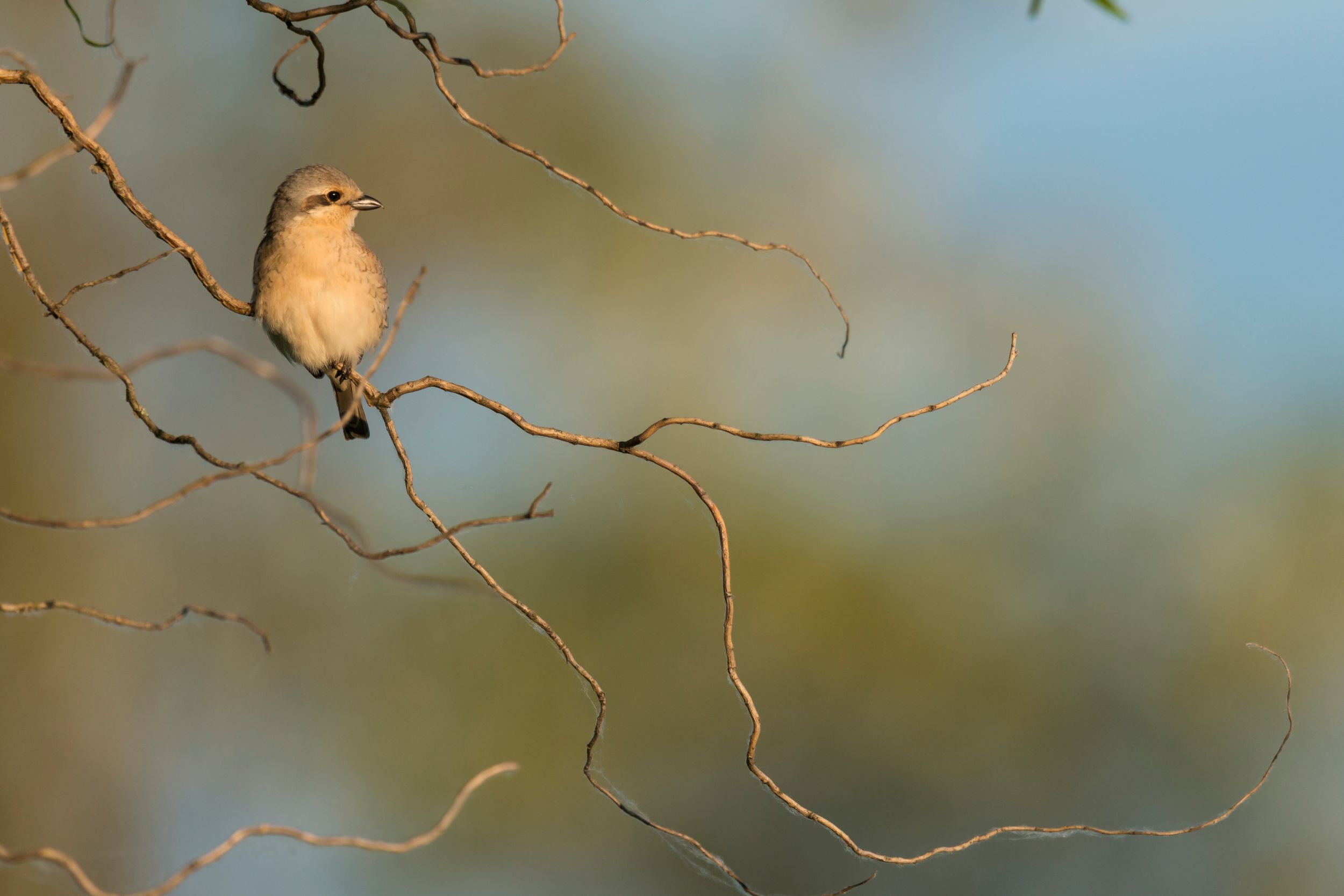 Pie-grièche écorcheur femelle © Martin STEENHAUT