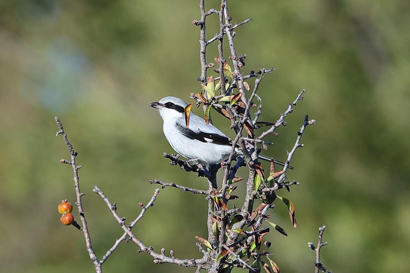 Pie-grièche grise © Aurélien Audevard