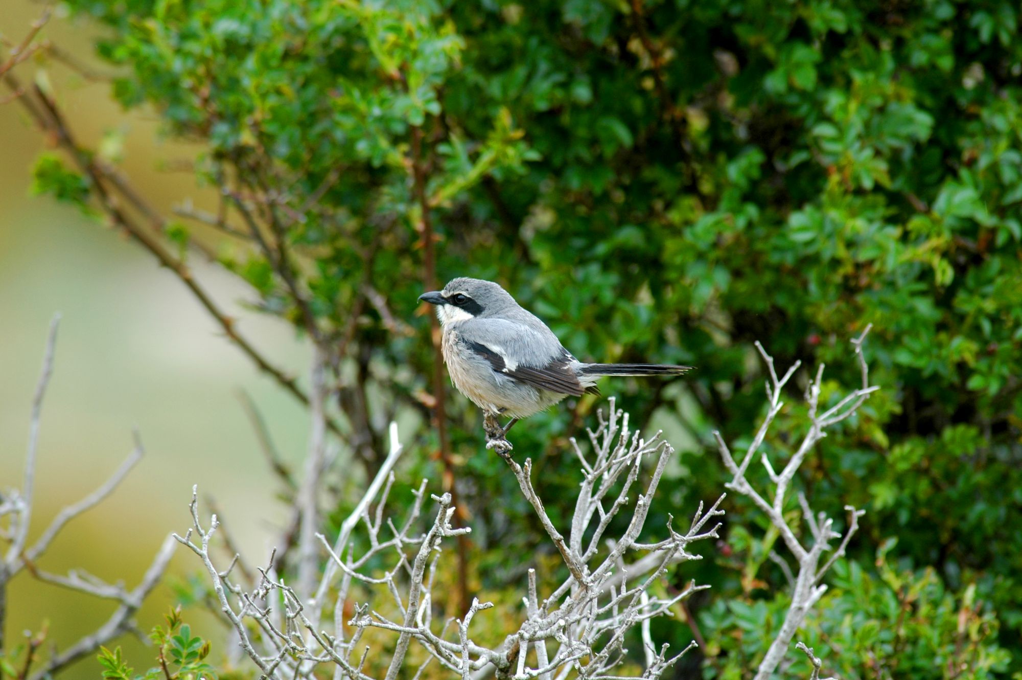 Pie-grièche méridionale © Bertrand Eliotout