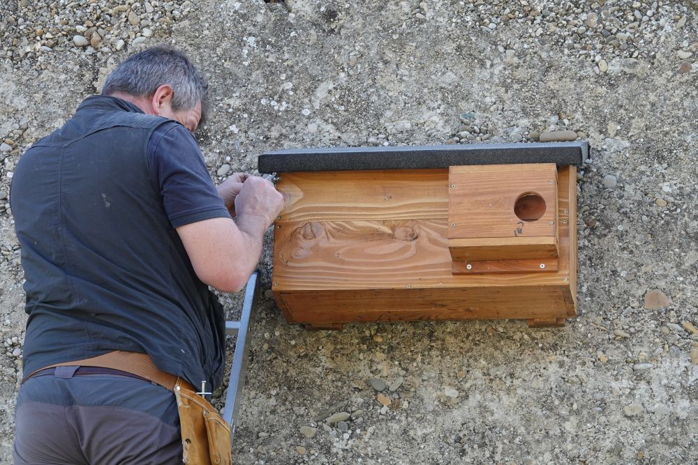 Pose de nichoirs Chevêche à Cadenet © Anaëlle Francia