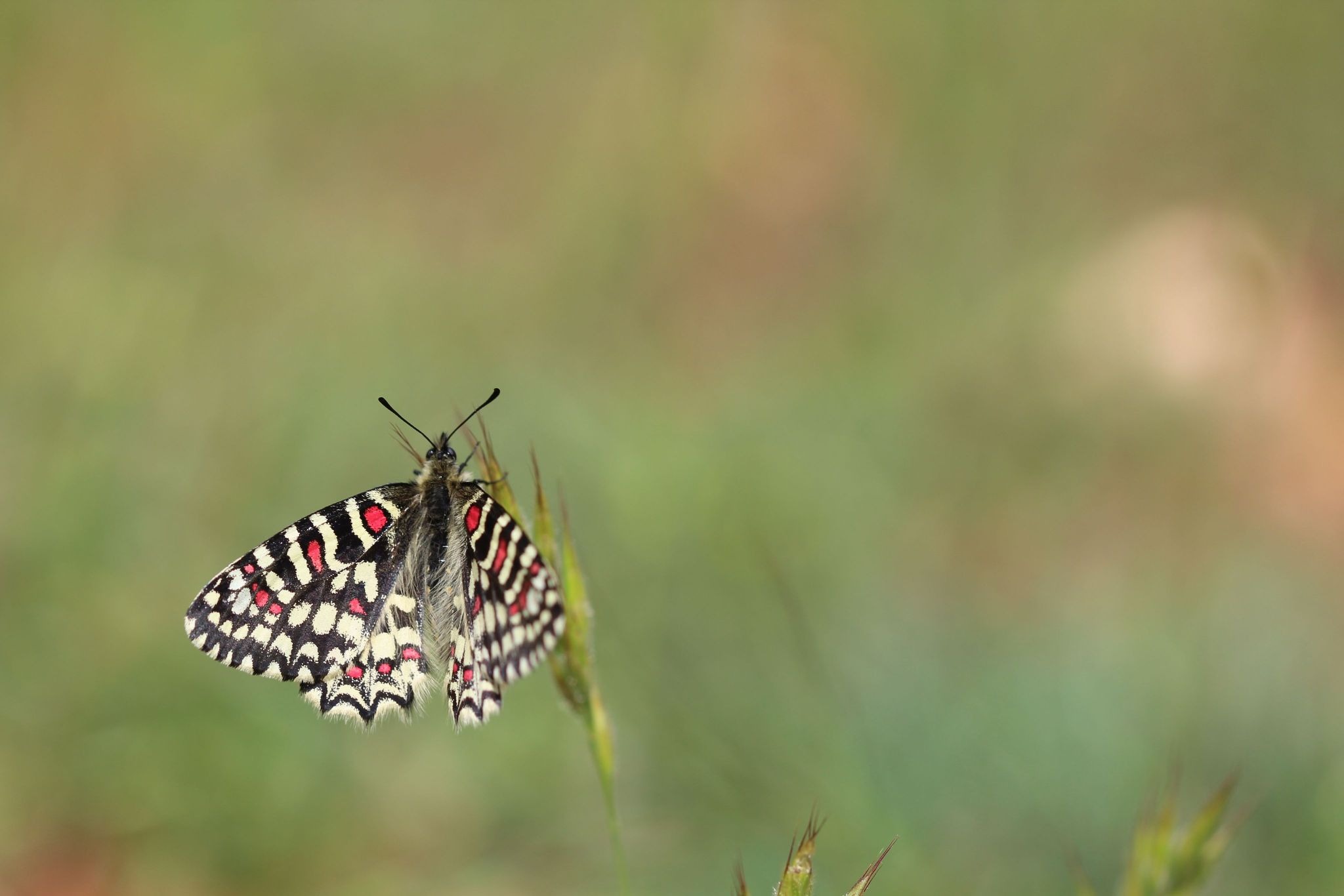 Proserpine © Candy Bellon