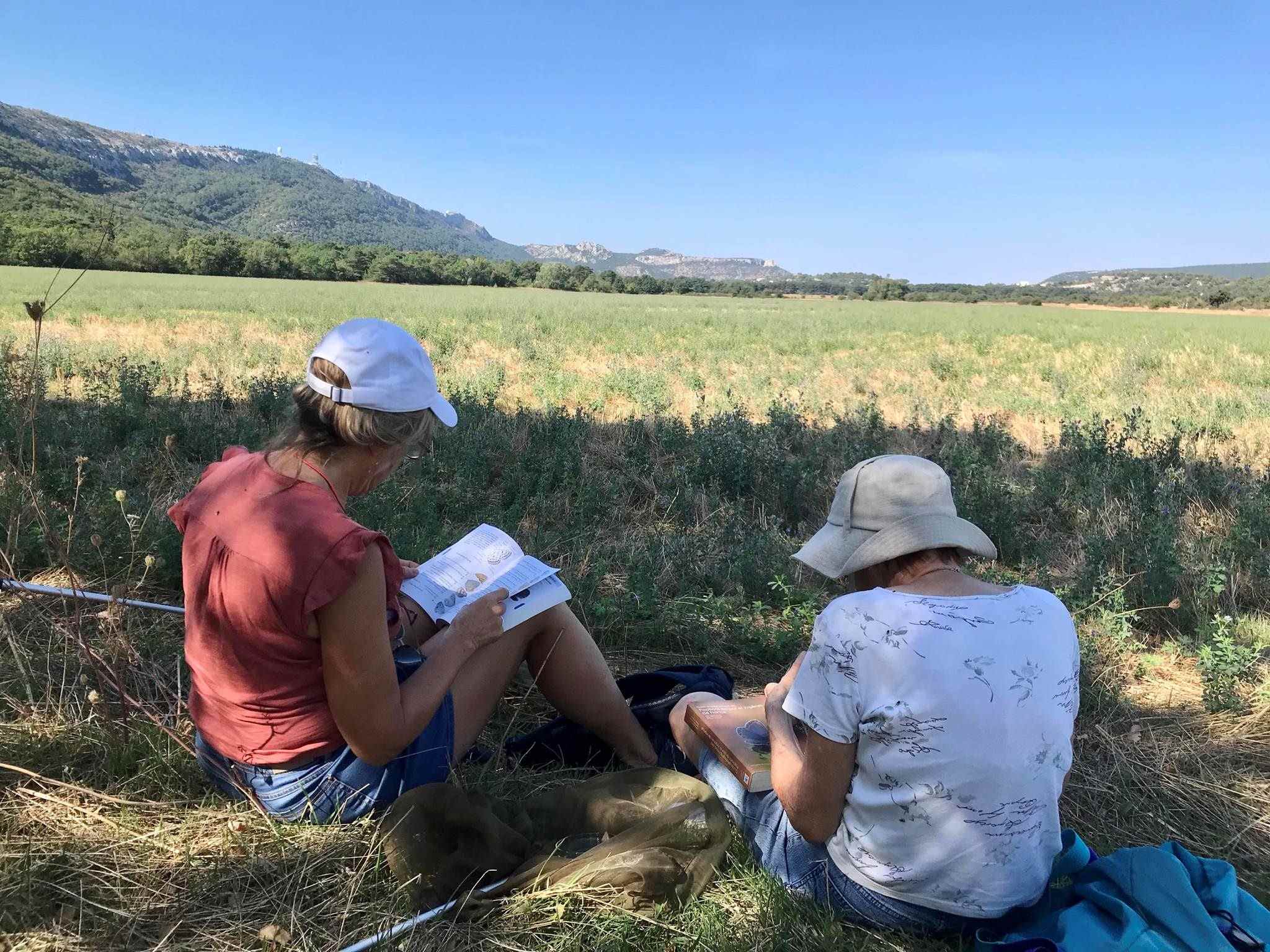 prospection papillons charlotte springaux