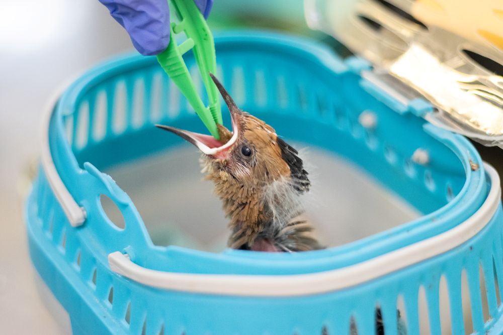 Nourrissage d'une jeune Huppe fasciée ©Anaïs Thomas